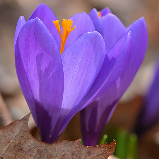 Crocus pair in early spring, Connecticut