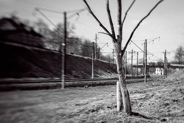 Old dry tree by railroad in Vilnius Lithuania.. Selective focus achieved optically with a lens. Grainy black and white image.
