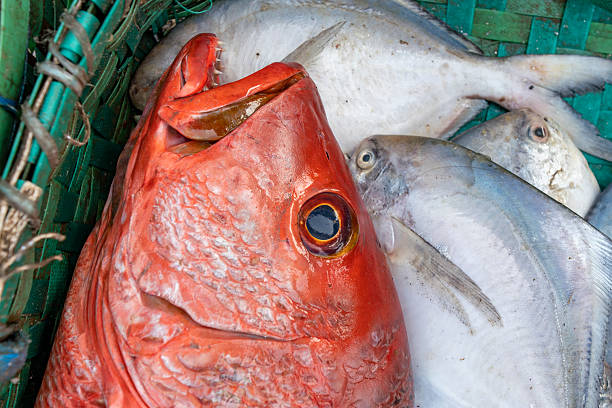 Fresh Red Fish in a Woven Basket. Freshly Caught Red Snapper.