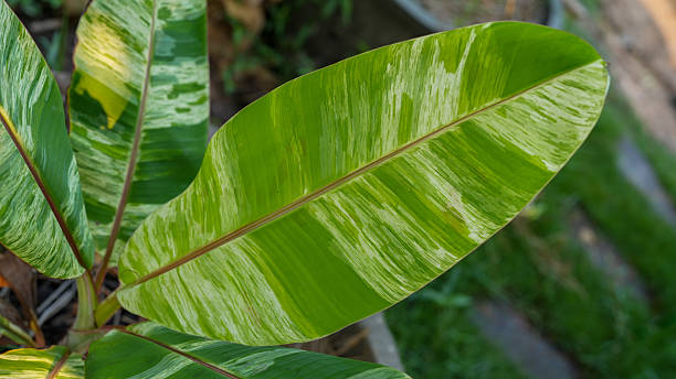 Vibrant green banana leaf with striking variegated patterns, showcasing nature beauty and intricate design
