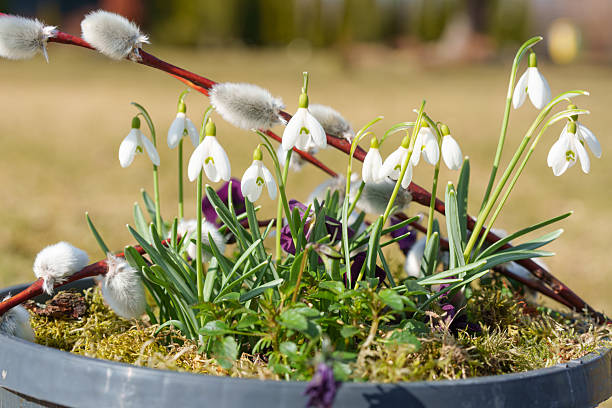 Spring Floral Arrangement. Early Spring Display Featuring Snowdrops And Pussy Willow In Rustic Bowl. Charming Floral Composition Of Snowdrops And Pussy Willows Arranged In Mossfilled Metal Bowl