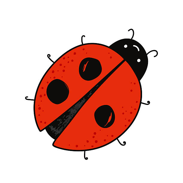 Cartoon kawaii ladybug baby character. Ladybird icon with a cute dots on wings. Isolated vector illustration on white.