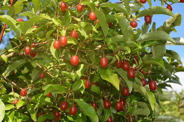 Elaeagnus multiflora (Goumi, Gumi, Natsugumi, or Cherry silverberry)