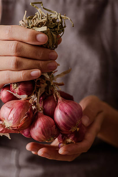 Close-up of woman's hands holding fresh red shallots
