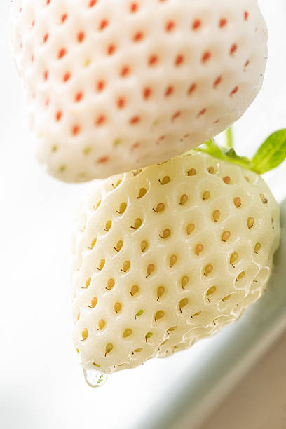 Premium Japanese Awayuki white strawberry pineberry with water drop on ripe berry growing in hydroponic greenhouse farm, fresh organic strawberry fruit with dew in agriculture cultivation concept macro closeup