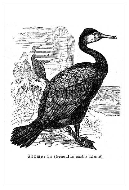Authentic 19th-century engraving of a Great Cormorant (Phalacrocorax carbo, also known by the older synonym Graculus carbo). This detailed black and white zoological illustration depicts the seabird standing on a rocky shore, with other cormorants in the background. From a natural history book published in the 1800s. The image showcases the characteristic features of the bird, including its long neck, webbed feet, and detailed plumage.
