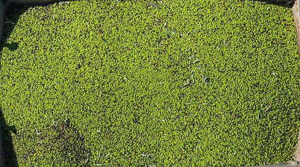 Green olives waiting for extra virgin olive oil extraction