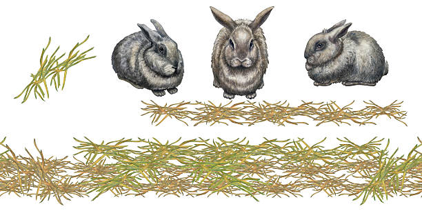 Set of elements for three watercolor rabbits with wheat and hay in a seamless pastoral border. Botanical detail create a warm rustic mood, ideal for packaging, branding, stationery, farm design.