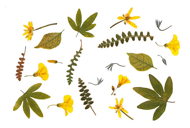Pressed wild flowers and green leaves set isolated on white background. Creative botanical collection featuring yellow petals and various dried foliage for craft herbarium or cottagecore scrapbooking.