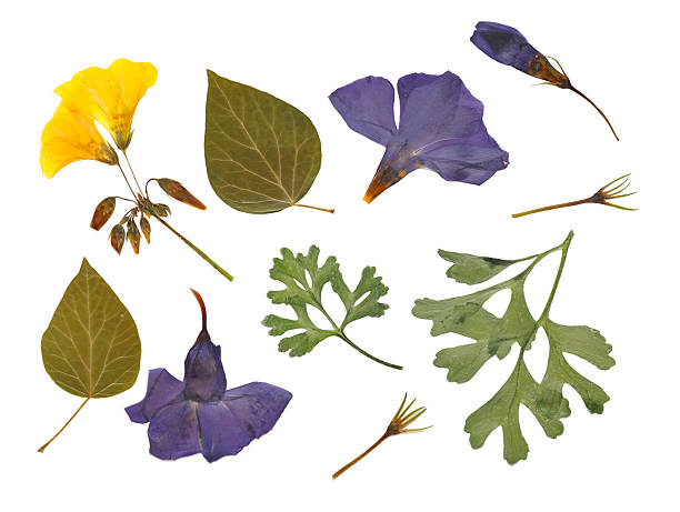 Collection of pressed dried flowers and leaves on white background. Trendy botanical set with purple vinca, yellow blossoms and green foliage inspired by biophilic design and earthy cottagecore