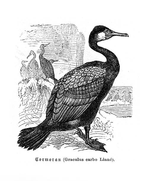 Authentic 19th-century engraving depicting a Great Cormorant (Phalacrocorax carbo, also identified by the historical scientific name Graculus carbo). The detailed illustration shows the seabird standing on a rocky shore, with other members of its colony visible in the background. This black and white image is a classic example of zoological art from the period, isolated on a white background.