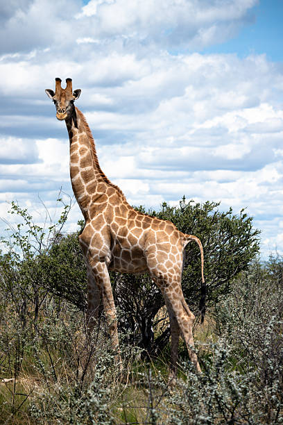 Tall Giraffe Standing Against Cloudy Sky, Long Neck Silhouette Above Thorny Bush, Bright Contrast, Crisp