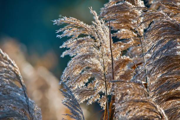 Glittering dry reed in the autumnal sunlight.