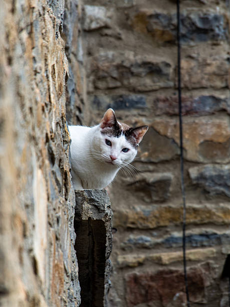 White cat with black markings on a stone wall, peeking and observing the surroundings