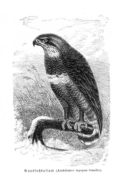 A highly detailed 19th-century engraving of a Rough-legged Buzzard (Buteo lagopus), also known as the Rough-legged Hawk. The bird of prey is perched on a snowy branch, looking intently to the left. This black and white ornithological illustration showcases the bird's plumage, sharp beak, and powerful talons with scientific accuracy. From a natural history publication of the Victorian era.