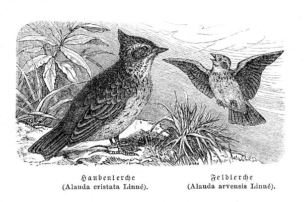 Authentic 19th-century engraving depicting two species of larks. On the left is the Crested Lark (German: Haubenlerche, Latin: Alauda cristata), and on the right is the flying Skylark (German: Feldlerche, Latin: Alauda arvensis). A classic zoological illustration from a German natural history book, published in the 1800s.