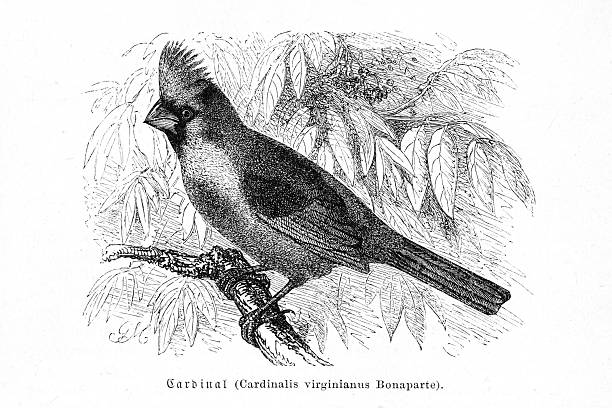 Authentic 19th-century engraving of a Northern Cardinal (Cardinalis virginianus) perched on a branch. This detailed black and white ornithological illustration is isolated on a white background and originates from a natural history publication of the Victorian era. The scientific name is printed below the image.