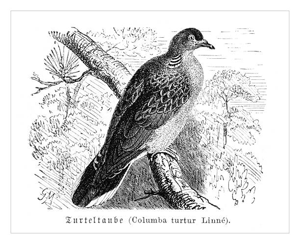 A finely detailed 19th-century engraving of a European Turtle Dove (Streptopelia turtur) perched on a tree branch. The original German caption 