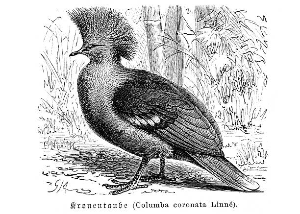 Authentic 19th-century engraving of a Western Crowned Pigeon (Columba coronata, now Goura), identified in German as 