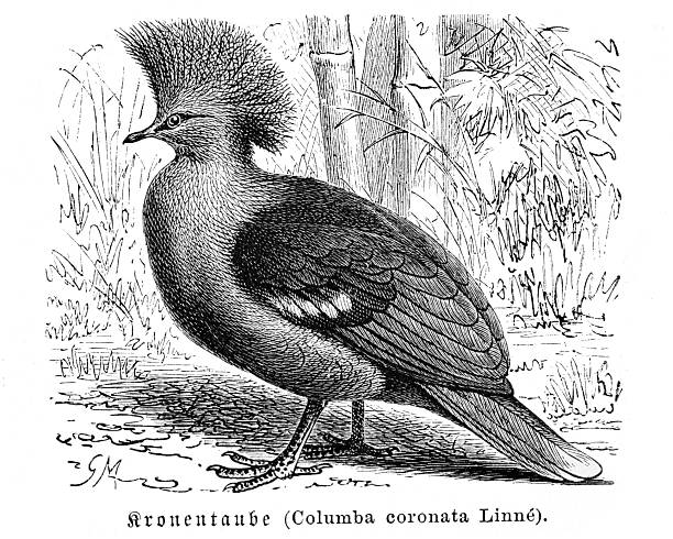 Authentic 19th-century engraving of a Western Crowned Pigeon (Goura cristata), historically classified as Columba coronata. This detailed black and white zoological illustration depicts the bird in profile, showcasing its distinctive fan-shaped crest of feathers. The image is typical of scientific natural history publications from the Victorian era.