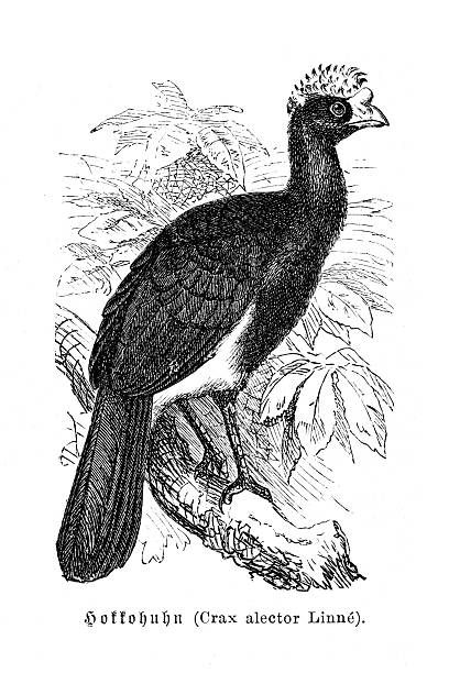 Authentic 19th-century engraving of a Black Curassow (Crax alector), a large bird native to South America. This detailed zoological illustration shows the bird perched on a tree branch. Isolated on a white background. From a German natural history book, circa 1880.