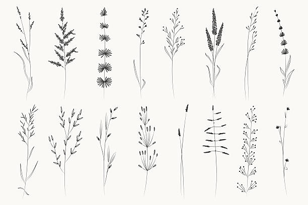 Wildflower stems and meadow grass arranged in rows, thin outlines with delicate leaves and seed heads. Symbol of nature, calm, and organic growth for wellness and eco themes. Cartoon vector illustration.