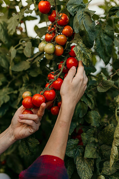 Farmer harvesting fresh ripe cherry tomatoes on vine