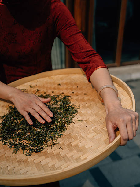Traditional Chinese tea making techniques involve workers stir frying freshly picked green tea in iron pots