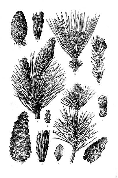 1.Shoot tip with needles.2.Young female flower cone.3.Detailed male flower cluster.4.Detailed female flower cluster.5.Mature, closed pine cone.6.Individual seed scale showing two winged seeds.7.Tip with needles and developing male catkins.8.Developing female flower.9.Mature, upright pine cone.10.(Pinus laricio): Dense needle cluster and shoot tip.11.Detailed young shoot with female flowering cones.12.Large, mature elongated pine cone.