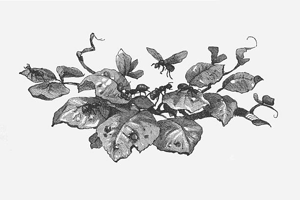 A detailed black and white illustration of an ant colony on a plant. Several ants crawl over the leaves, which show signs of being eaten, while a winged ant is depicted in flight. This scientific or natural history style vignette is isolated on a white background. Engraving from the 19th century.