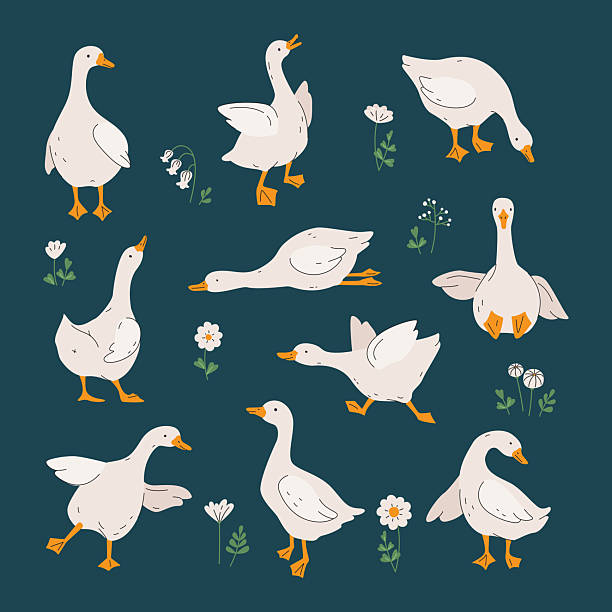Silly goose. White geese or ducks and wildflowers. Agriculture, birds farm. Rural wildlife. Silly goose for greeting, invitation cards, baby shower, Easter, nursery, t-shirt prints. Vector illustration isolated