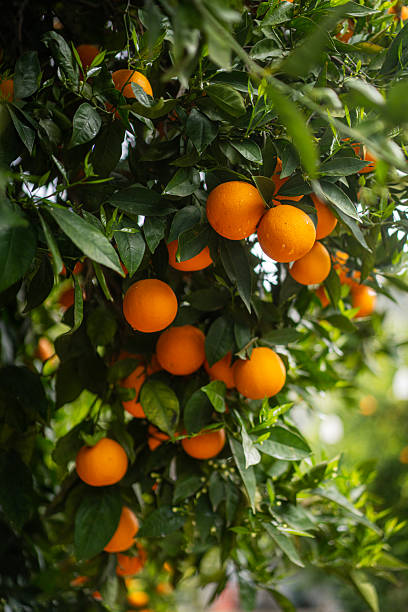 Oranges growing on tree orchard, Mugla, Turkey