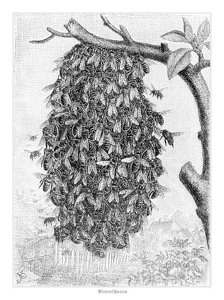 Illustration depicting a bee swarm on a branch. A dense cluster of bees clings to a tree branch, with a rural scene visible in the background. The engraving captures the natural phenomenon of bees swarming, showcasing their collective behavior and instinct for survival.