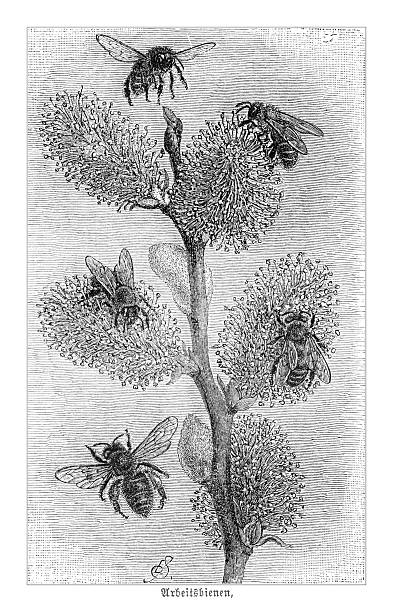 Detailed 19th-century illustration of honeybees gathering pollen on a willow branch. The vintage scientific illustration showcases the intricate details of the bees and blossoms.