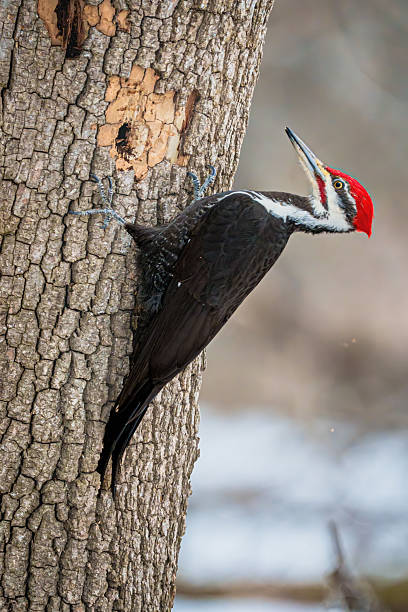 Detailed view of a pileated woodpecker on a tree, showcasing its vibrant red crest. North American wildlife in natural environment.