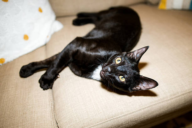 Black tuxedo kitten with yellow eyes lounging on a beige sofa, white chest patch visible, curious gaze toward camera, cozy indoor scene