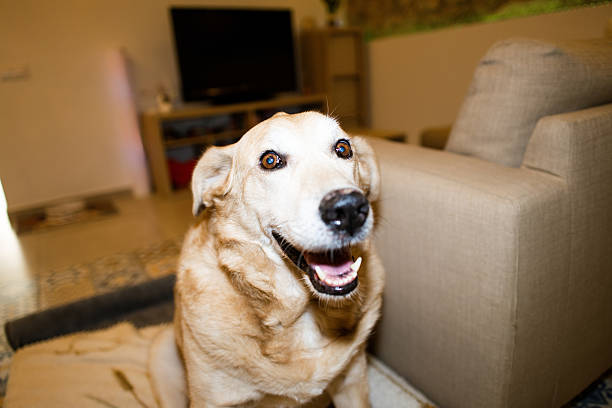 Happy golden retriever mix dog smiling with open mouth, sitting on a rug inside a domestic living room, looking at camera