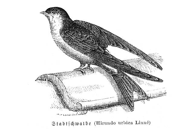 Detailed ornithological illustration of a House Martin (Hirundo Urbica) perched on a roof tile, sourced from an 1880s publication. This scientific depiction provides a clear reference for birdwatching and study.