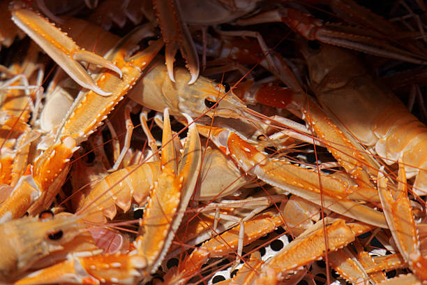 Fresh seafood catch in a market at midday