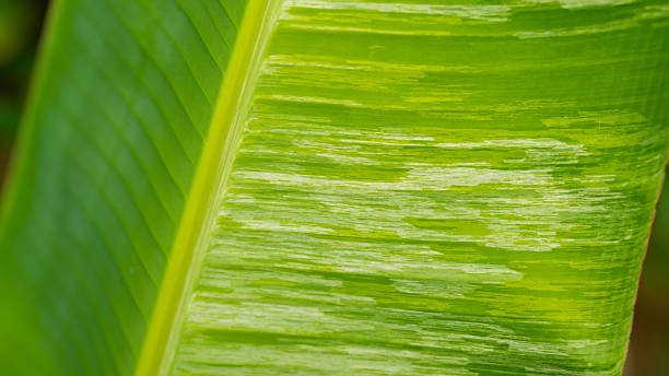 Vibrant green banana leaf showcasing intricate textures and patterns, reflecting natural beauty and freshness in tropical environment
