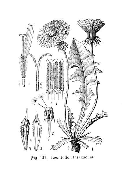 A highly detailed 19th-century botanical engraving illustrating the Dandelion (Leontodon taraxacum). The comprehensive depiction includes the entire plant, mature and developing flowers, individual seeds with their pappus, and various anatomical cross-sections, providing an in-depth scientific study of the species.