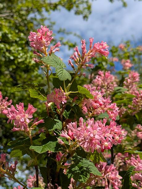 Ribes pink flowering currant in sunshine in spring, Staffordshire, UK