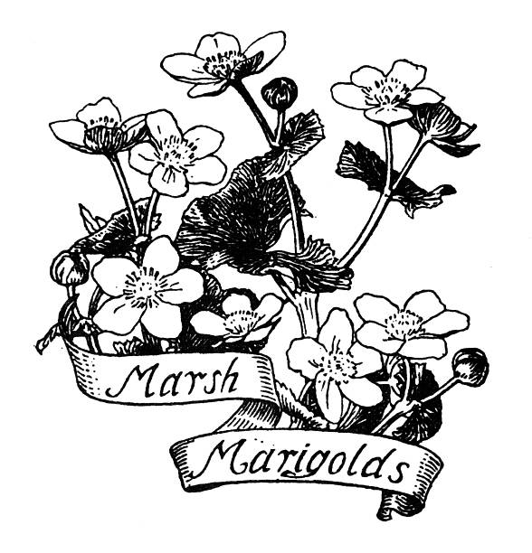 This is a high-contrast, black-and-white woodcut-style botanical illustration of Marsh Marigolds (Caltha palustris). The composition features several clusters of the five-petaled wild flowers in various stages of bloom, supported by thick, succulent-like stems and rounded, heart-shaped leaves that are common to the species. The artist has used detailed line work and stippling to create texture on the petals and dark, heavy hatching to provide depth and contrast within the dense foliage.