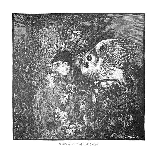 A captivating 19th-century wood engraving depicting a tawny owl (Strix aluco) vigilantly guarding its young owlets nestled within a tree hollow. The detailed illustration captures a tender moment of nature in a dense forest setting, showcasing parental care in the wild.
