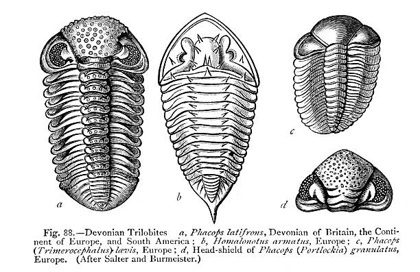 stockillustraties, clipart, cartoons en iconen met morphological diversity and specialized structures of devonian trilobites from europe and south america - zoölogie