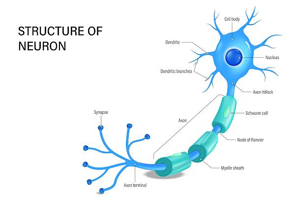 Structure of neuron. Nerve cell anatomy. Cell body, dendrite, Axon, Synapse, Myelin sheath, Node ranvier and Schwann cell. Structure of neuron. Nerve cell anatomy. Cell body, dendrite, Axon, Synapse, Myelin sheath, Node ranvier and Schwann cell. neural axon stock illustrations