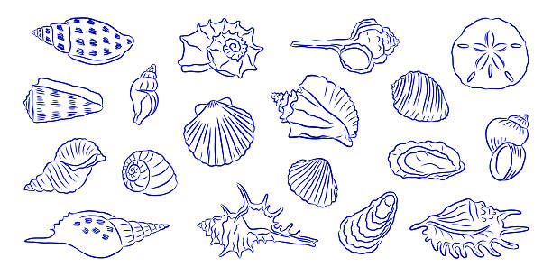 Seashell set. Hand drawn blue line art mediterranean doodle style. La Dolce Vita. Seashell set. Hand drawn blue line art mediterranean doodle style. La Dolce Vita. Ideal for marine design, prints, coloring pages, summer packaging, coastal themed decor. Vector illustration seashell stock illustrations