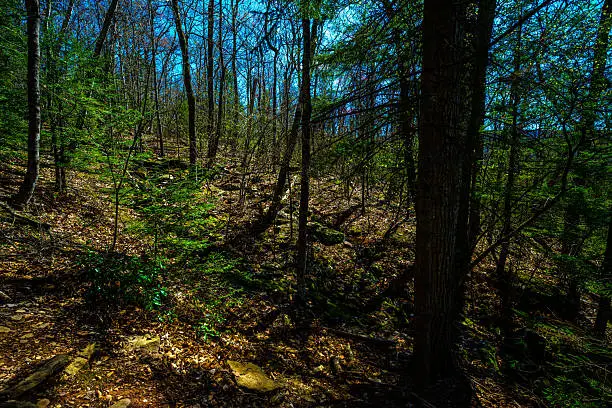 Photo of Kaaterskill Falls in Spring