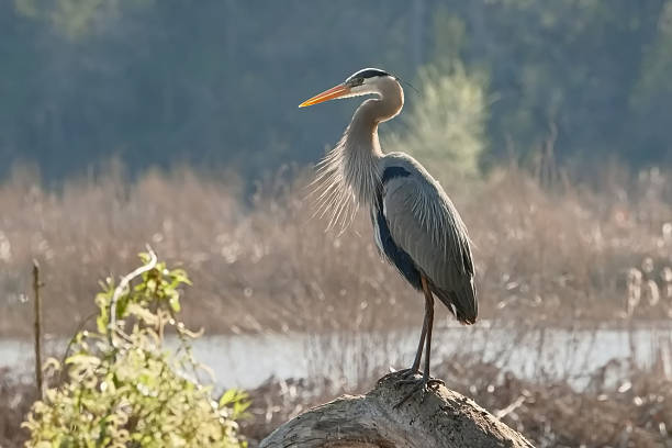 Great Blue Heron A great blue heron posing while waiting for a meal to swim by great blue heron stock pictures, royalty-free photos & images