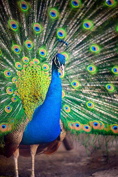 Male peafowl with open tail, showcasing eye-patterned feathers Peacock displays vibrant tail feathers. Feathers show blue, green, and gold hues peacock display stock pictures, royalty-free photos & images